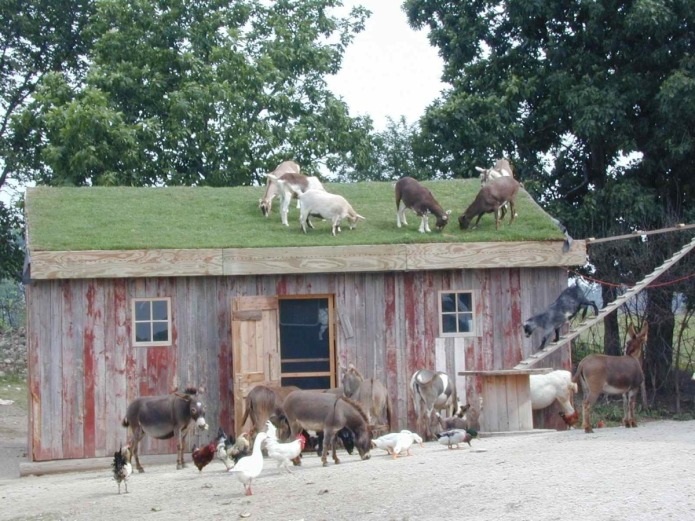 1. coop goats.jpg